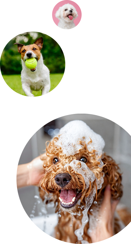 Mobile Dog Grooming