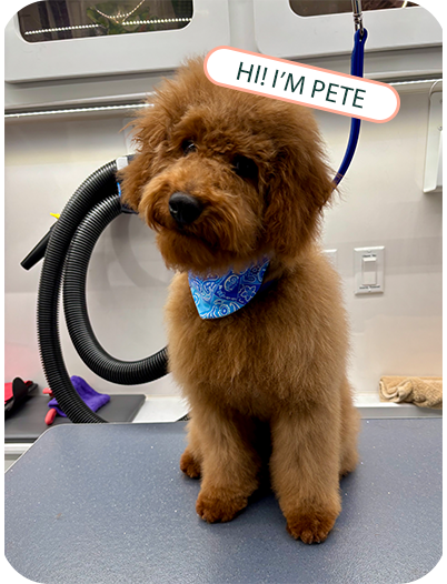 ted