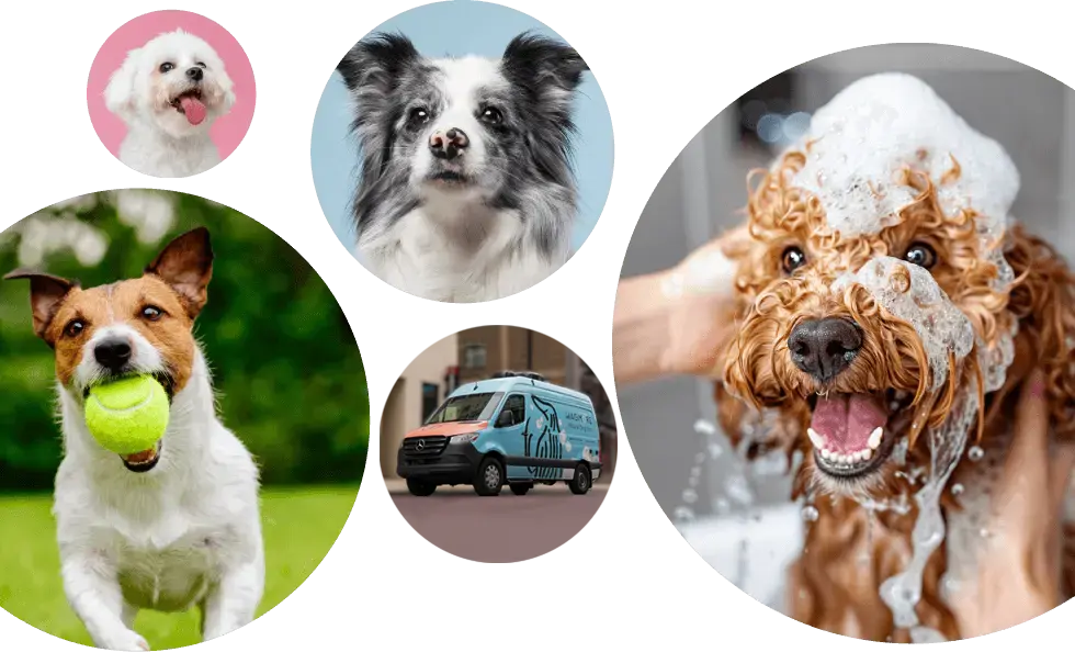 hero-home-mobile new Dogs